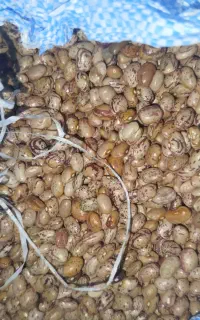لوبیا خوراک درجه 1