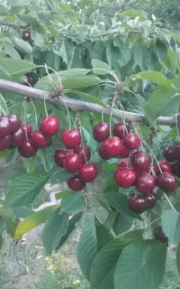 گیلاس زرد واسه مربا