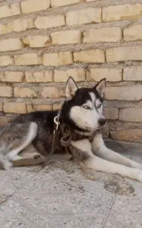 سگ هاسکی