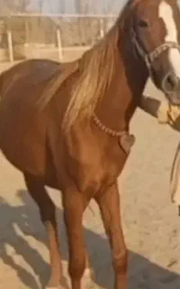 اسب دره شور