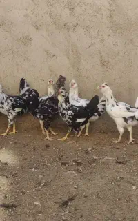 مرغ و خروس گلین