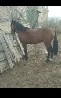 مشتری اسب پالانی وباری