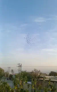 کبوتر پلاکی ۱۱۰ تا