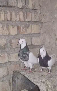 طوقی