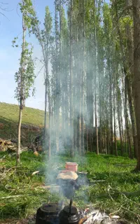 خرید انواع چوب