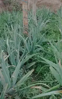 بوته آلوورا مادر