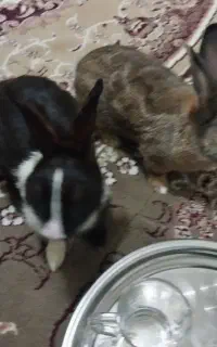خرگوش بالغ نروماده
