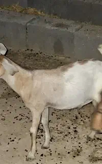 کهره ماده سرحال