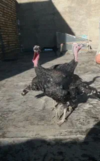 بوقلمون