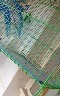 قفس کارکرده ولی قشنگ
