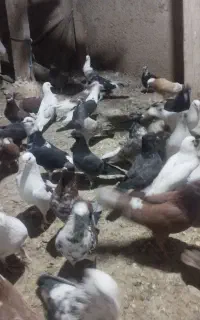 کبوترشازده کاکلی،پشت قرمز و