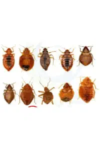 سمپاشی صادقیه فردوس کاشانی شهرزیبا سازمان برنامه