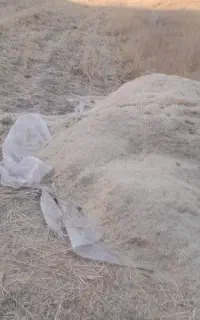 کاه  جو