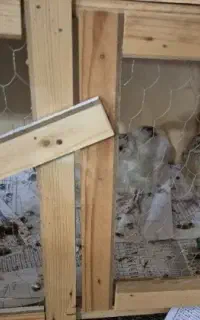 بلدرچین