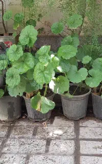 گل شعمدونی و برگ بیدی