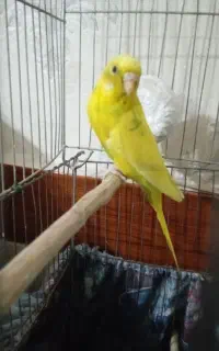 مرغ عشق ماده