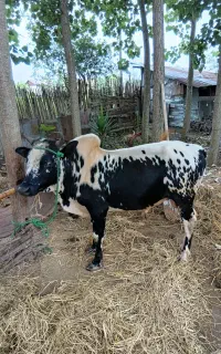 ورزا چالوسی قشنگی عروسک
