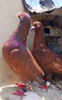 نر و ماده سرخ کلکسیونی