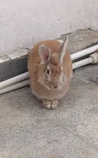 خرگوش