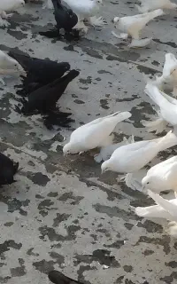 کبوتر