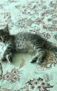 واگذاری گربه