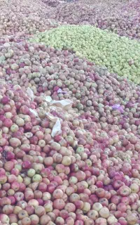 سیب درجه 3