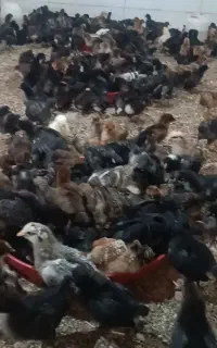 جوجه گلپایگانی و بلک استار