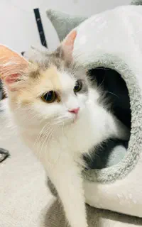 گربه