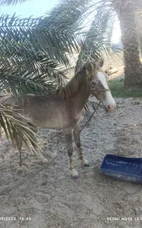 کره اسب یک ساله سالم وسروحال