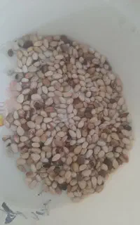 خرید‌پسته‌پوک،پسته‌کالک