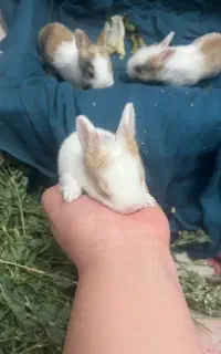 خرگوش