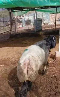 کوه قوچ کله زنگ