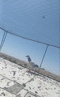 کله هما