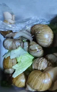 حراج واقعی حلزون (درمانی و آرایشی)