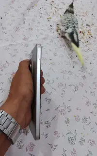 فروش گوشی شیائومی c15