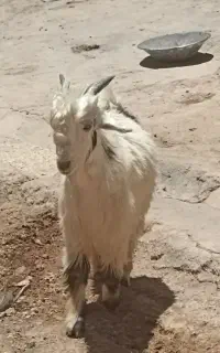 دوبر تخمی شهرکردی