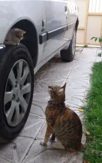 گربه خانگی نژاد desh