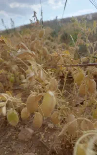 نیازمند کارگر دسکنه نخود