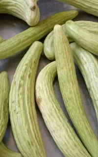 خیار چنبر