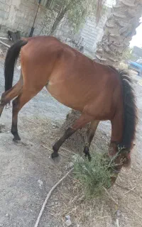 اسب مادیون آرام