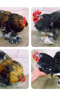 خروس کوشین 4 عدد