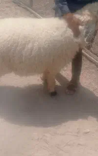 شیشک. چاق و سرحال