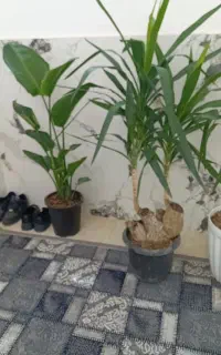 گل وگیاه