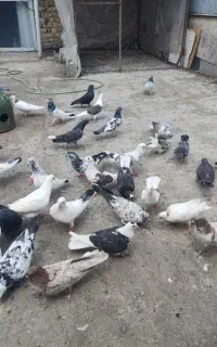 کبوتر گرفته  وکبودپرشی