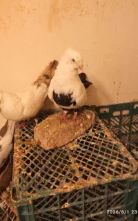 کبوتر دم سیاه