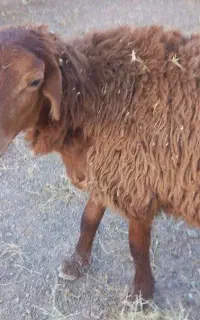 میش بره