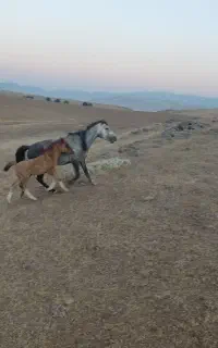 یک عدد مادیان جوان با کره نر دوماهه