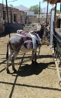الاغ