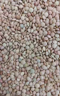 عدس محلی خوشپخت