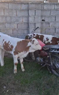 گوساله مونت